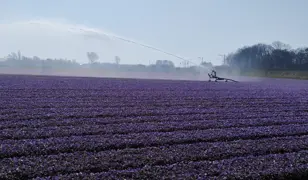 Beregening